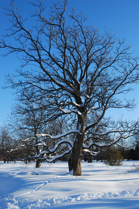 Hiver Qubcois