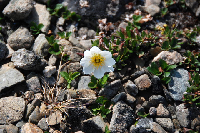 Fleurs Alpines