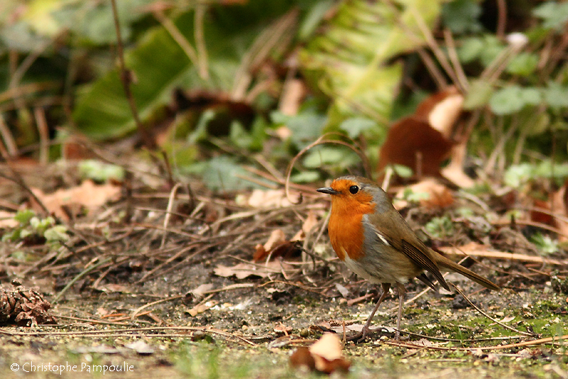 European robin
