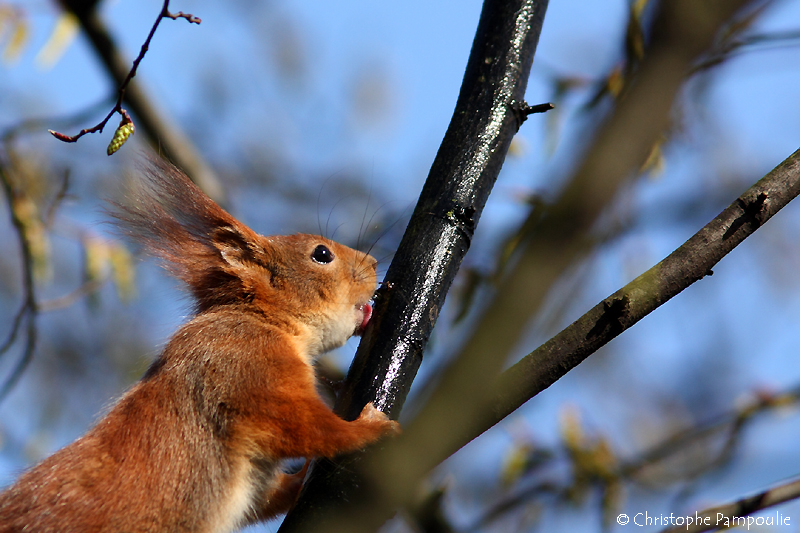 Red squirrel