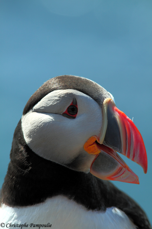 Puffin