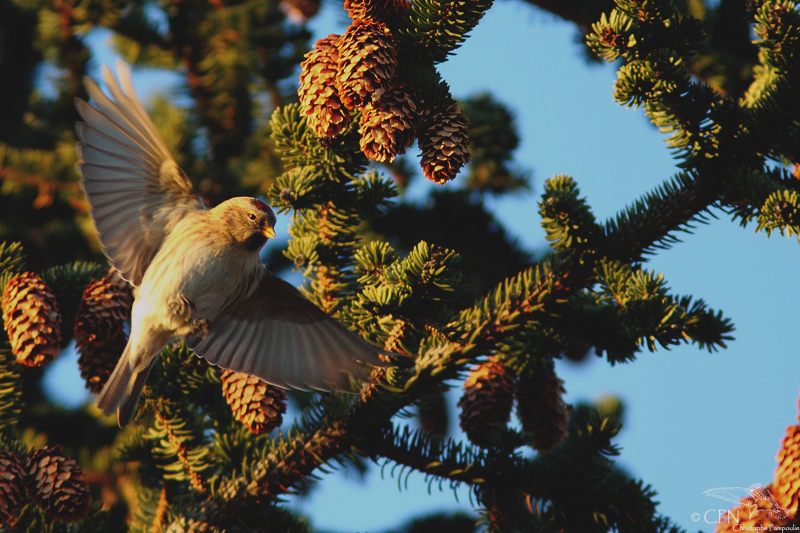 Mealy redpoll