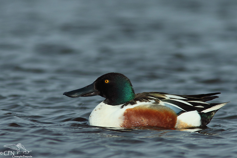 Northern shoveler