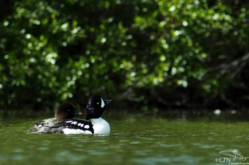 Barrows goldeneye