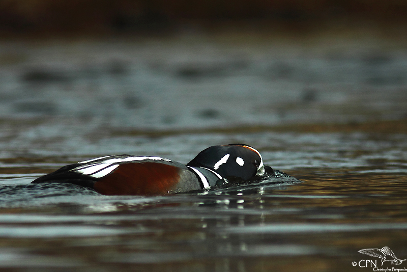 Harlequin duck