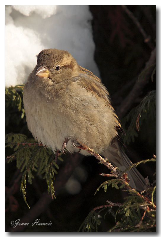 Moineau domestique [femelle]