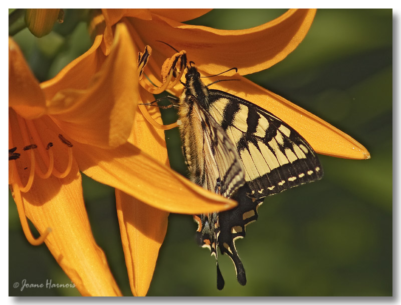 Papillon Tigr du Canada