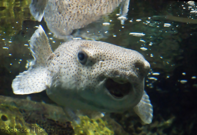 Fish in Tank