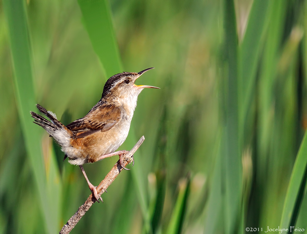 Troglodyte des marais / Marsh Wren