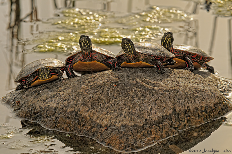 Tortues peintes / Eastern Painted Turtle