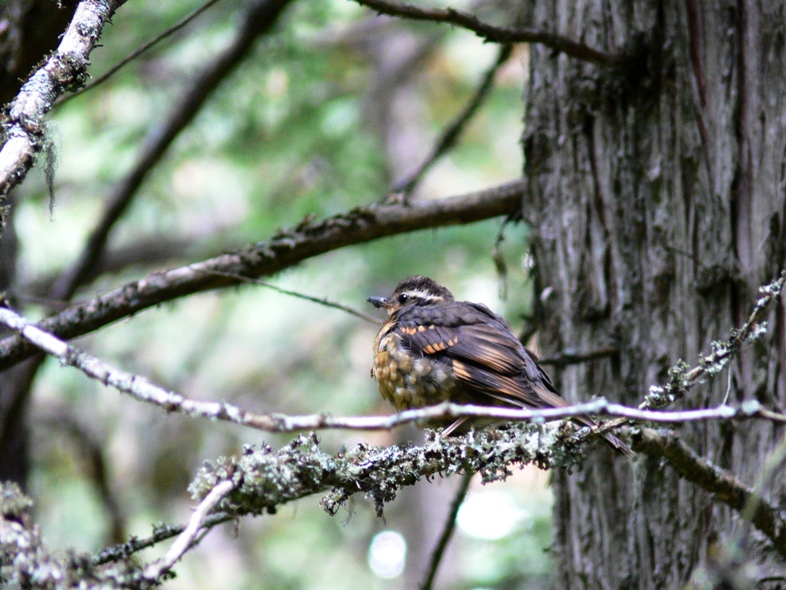 Varied Thrush