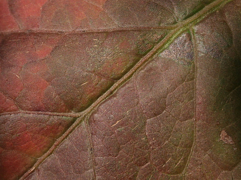 Leaf - 01