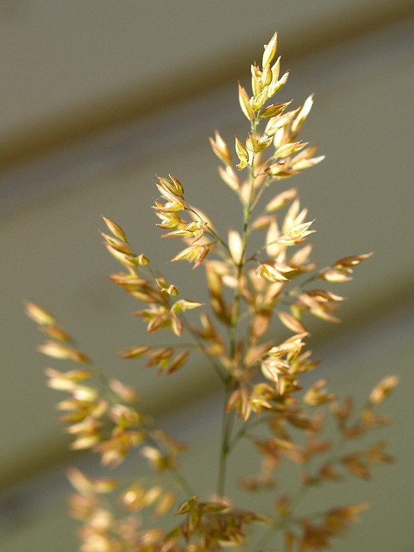 2009-06-17 Grass