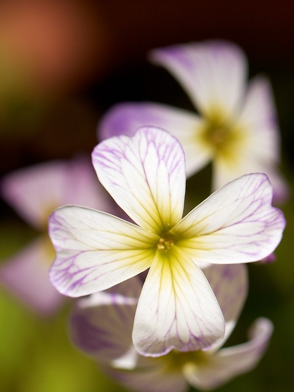 2009-06-24 Small flower