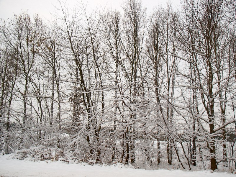 2010-11-26 Snow