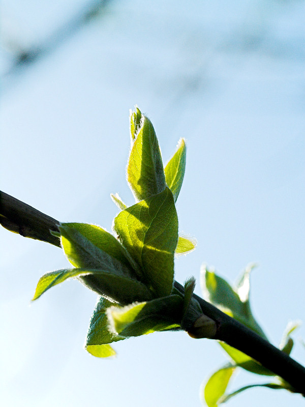 2007-04-27 Unfolding willow leaf