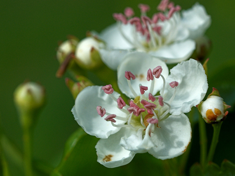 2007-05-13 White flower