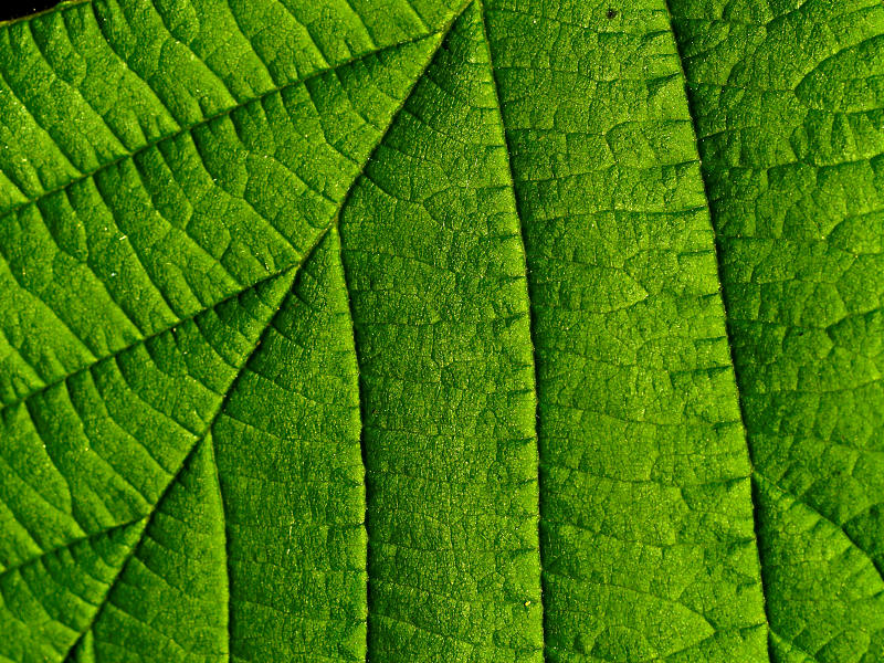 2007-05-23 Green Leaf 23