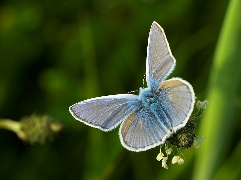 2007-05-28 Butterfly - Blue