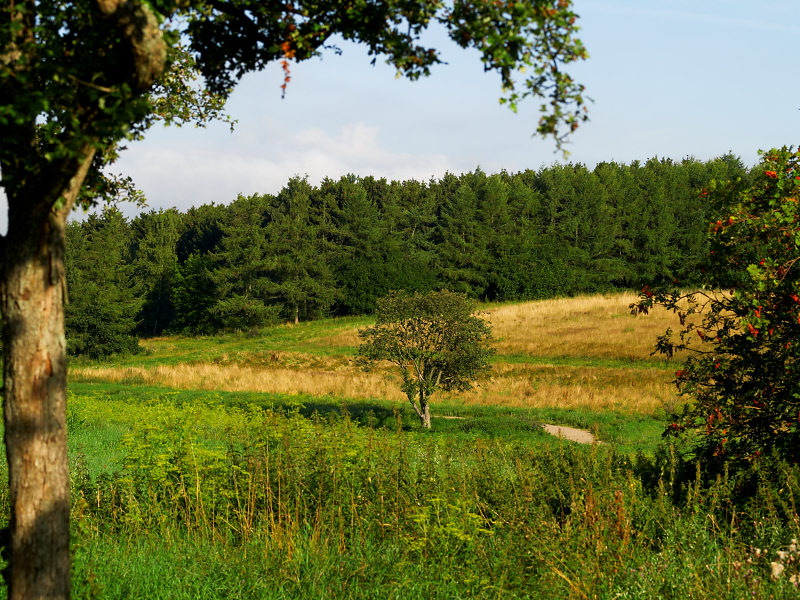 2007-08-02 Tree