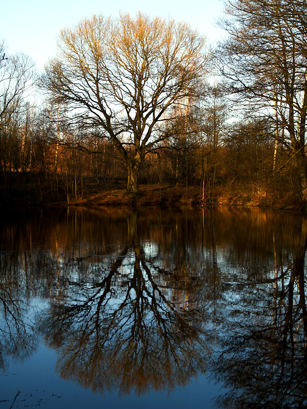 2008-01-27 Tree reflection