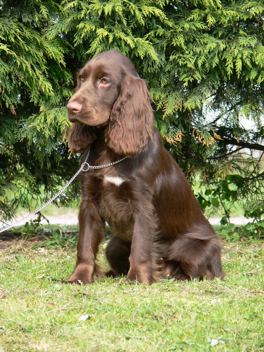Puppy party071.JPG