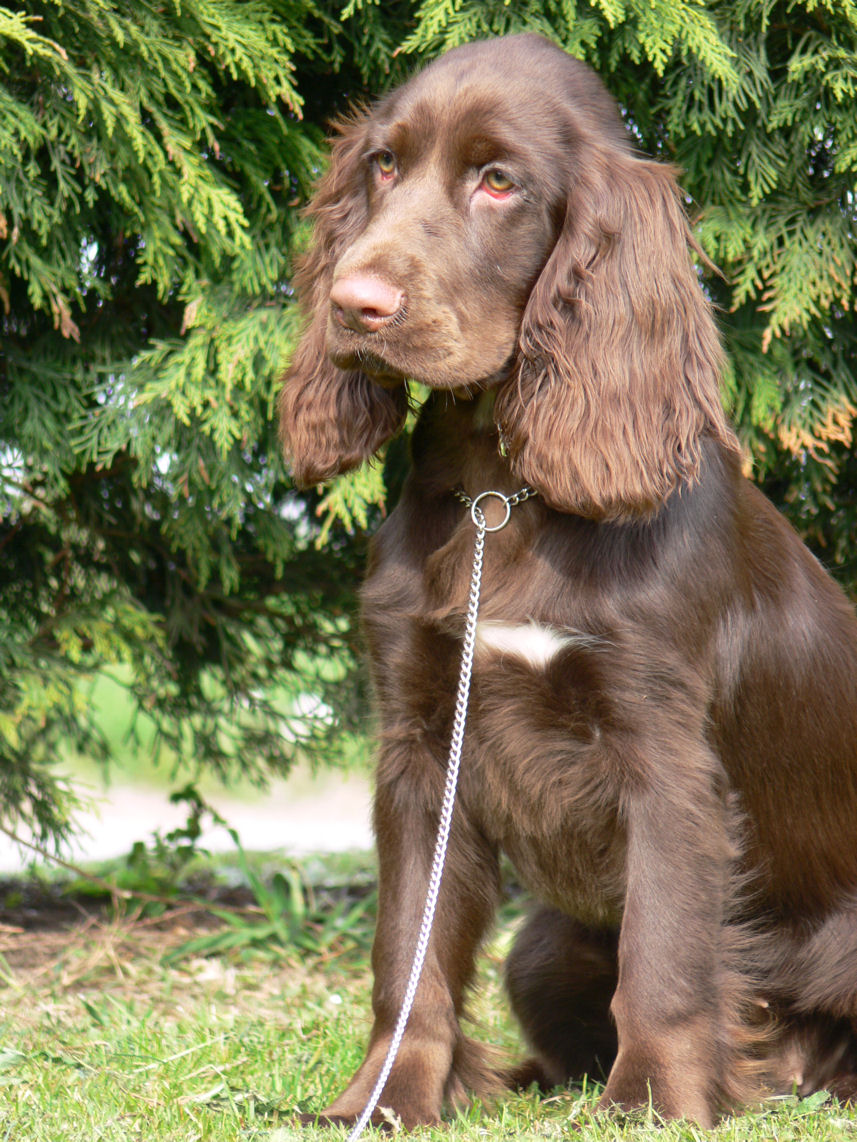 Puppy party075.JPG