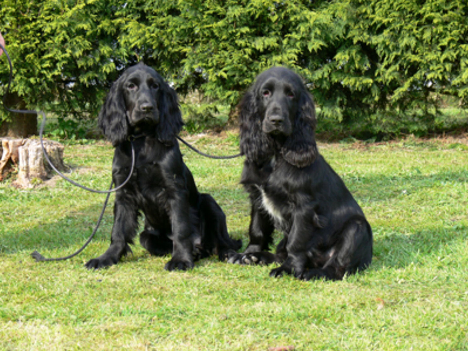 Puppy party135.JPG
