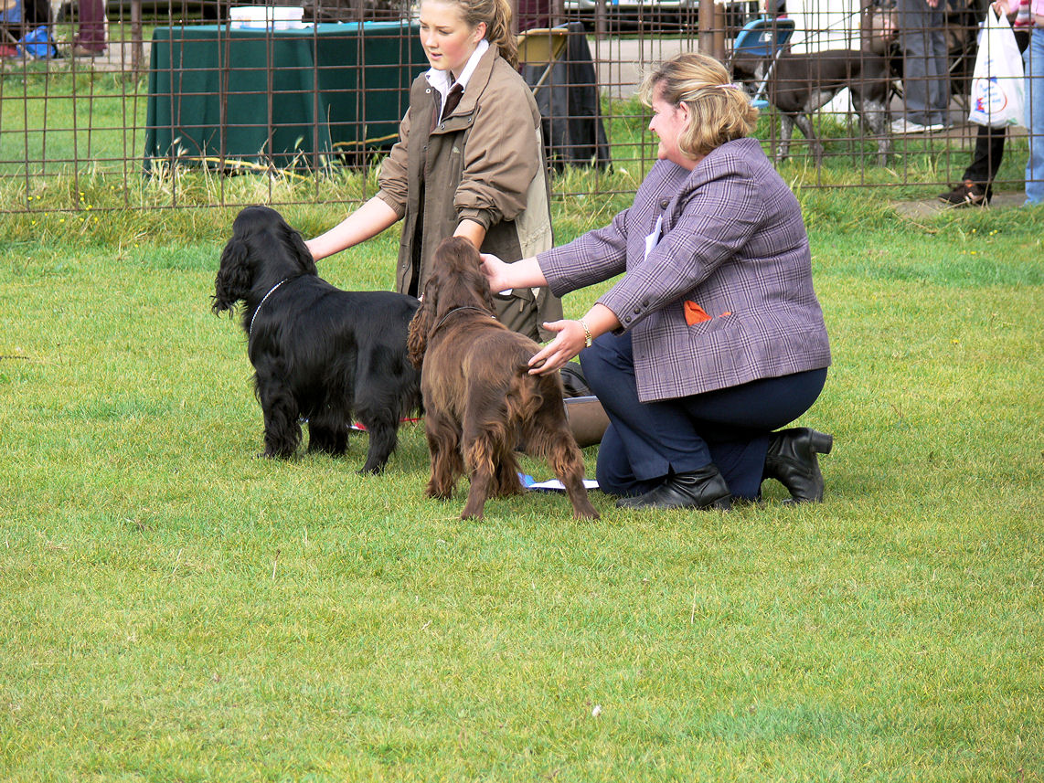 Leicestershire Gundog 048.JPG
