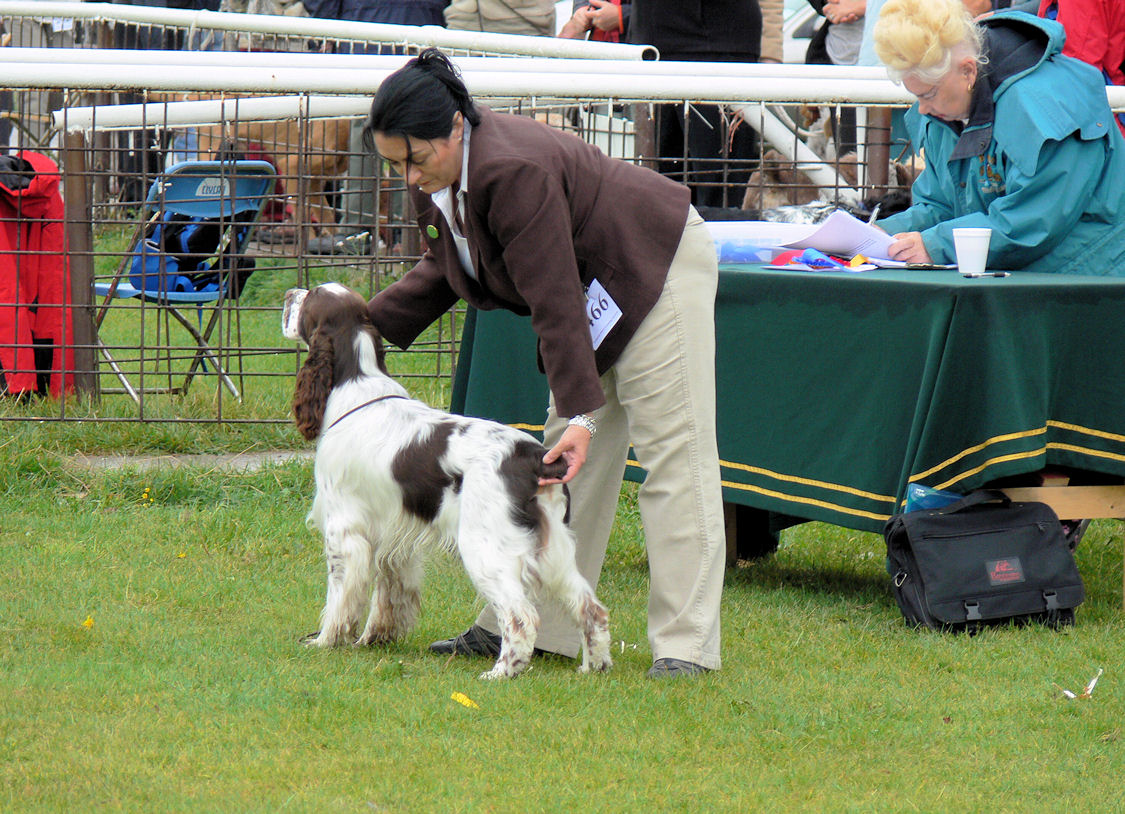 Leicestershire Gundog 010.JPG