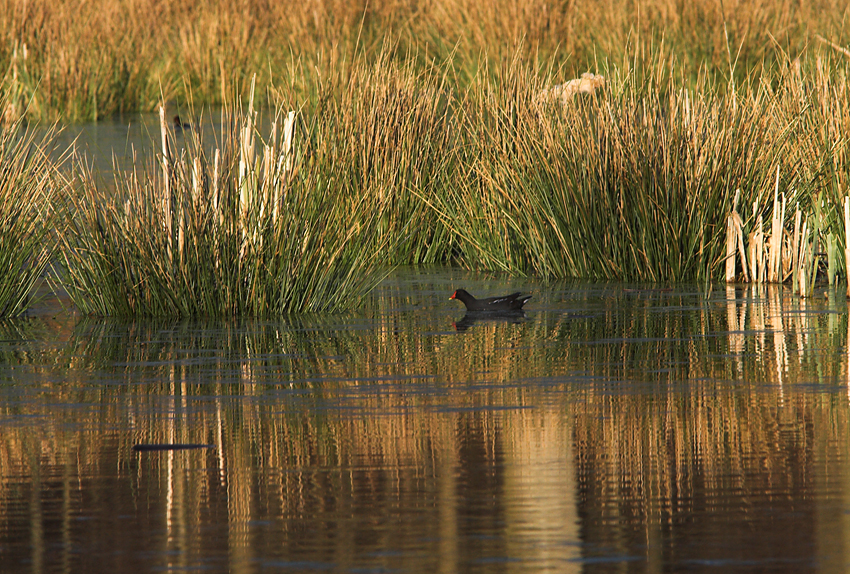 Common Moorhen