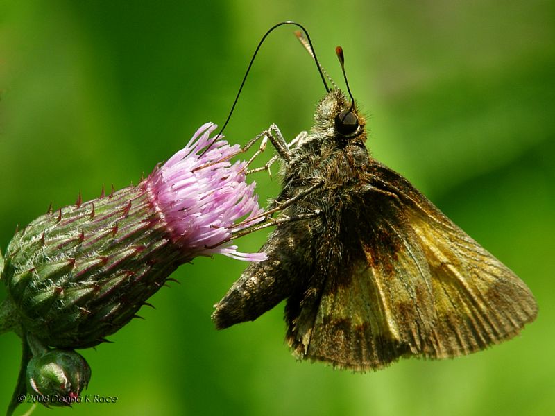 Zabulon Skipper Butterfly