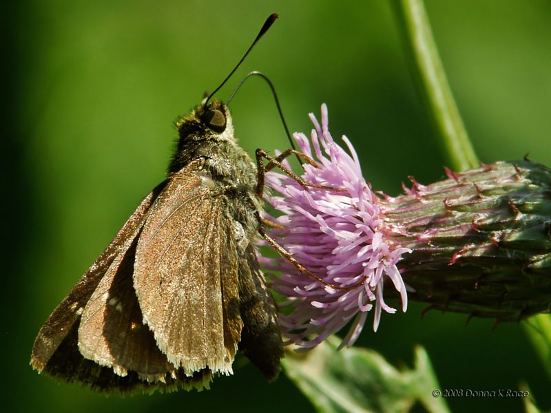 Grass Skipper Butterfly