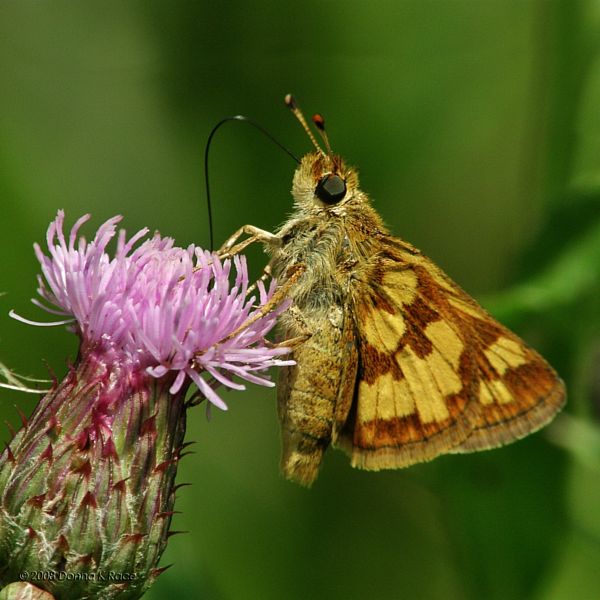 Peck's Skipper Butterfly