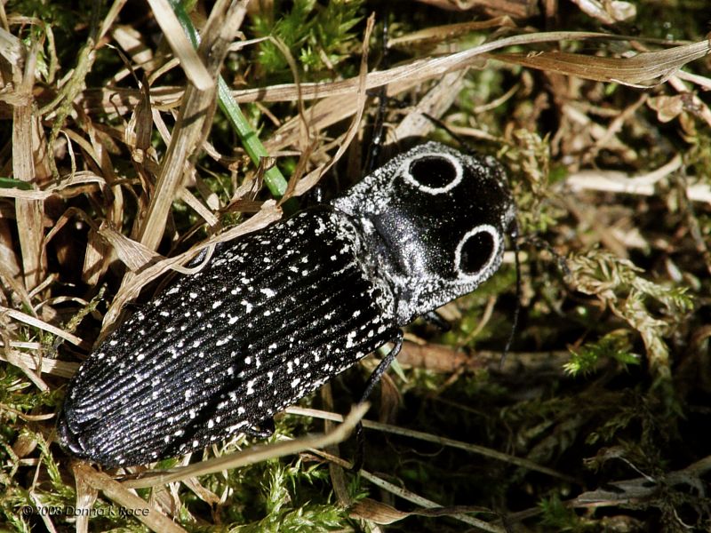 Eyed Click Beetle