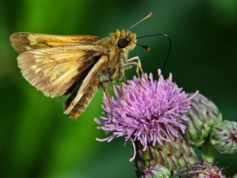 Zabulon Skipper Butterfly