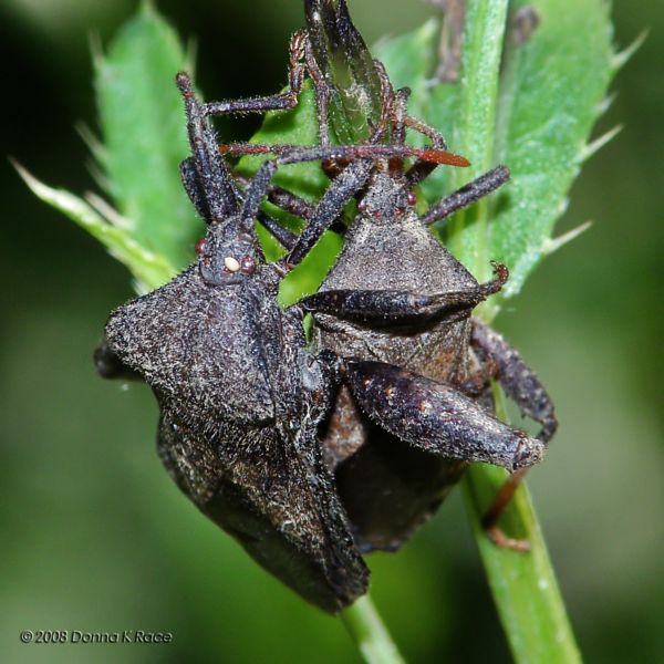 A pair of Leaffooted Bugs