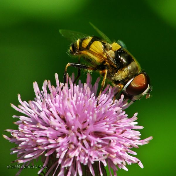 Transverse Flower Fly