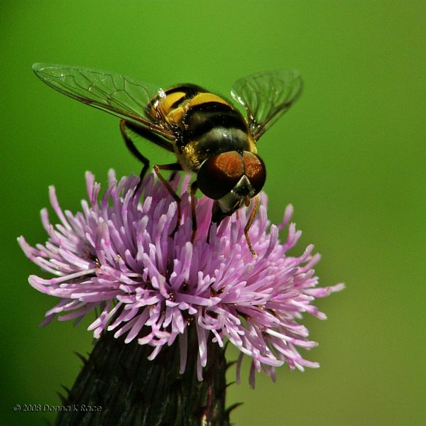 Transverse Flower Fly