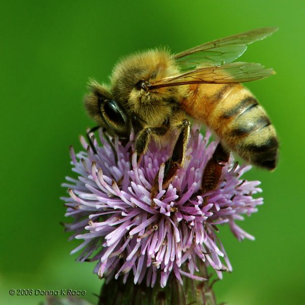 Honey Bee