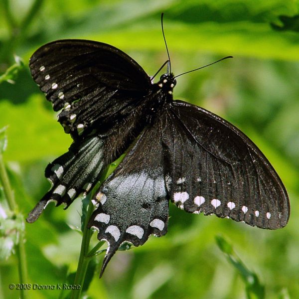 Spicebush Swallowtail Butterfly