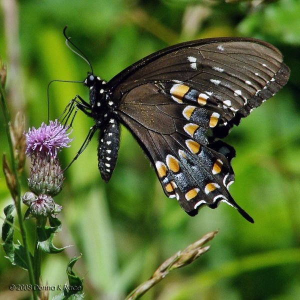 Spicebush Swallowtail Butterfly