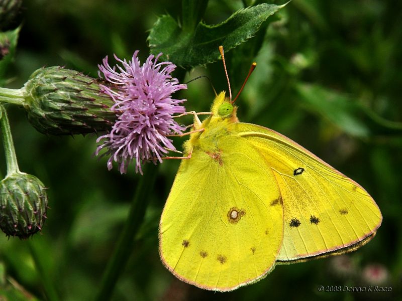 Sulphur Butterfly