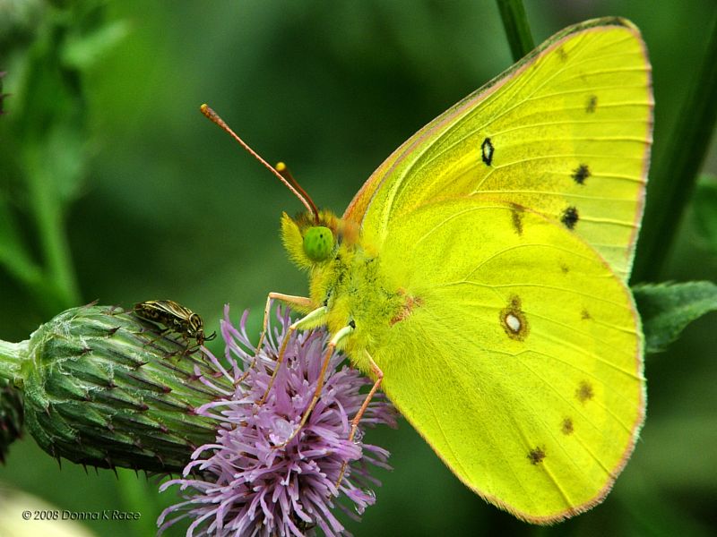 Sulphur Butterfly