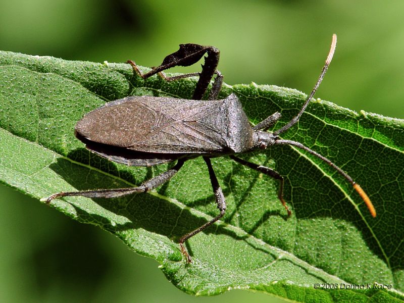 Leaffooted Bug