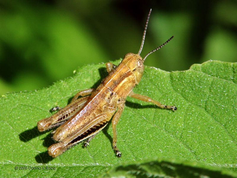 Differential Grasshopper Nymph