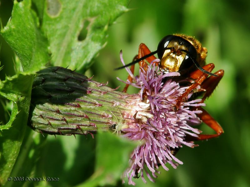 Great Golden Digger Wasp