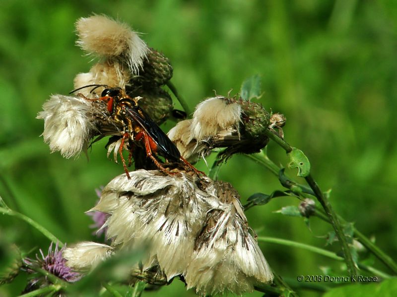 Great Golden Digger Wasp