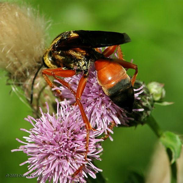 Great Golden Digger Wasp