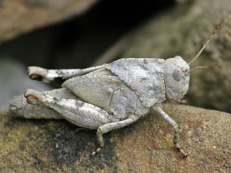 Carolina Grasshopper Nymph